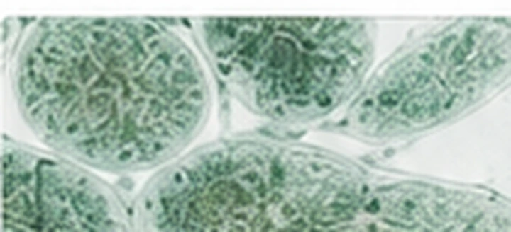 Microscopic biological tissue structures